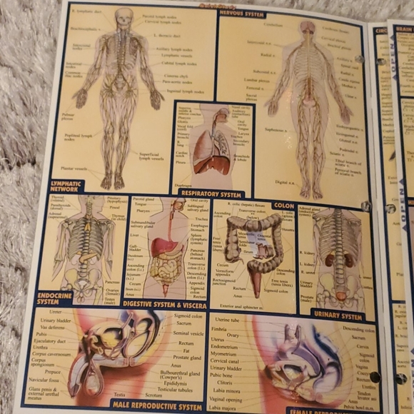 Anatomy quick study guide - Picture 2 of 6